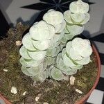 Crassula plegmatoides 花