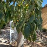 Celtis australisYaprak