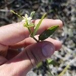 Caperonia castaneifolia Folla