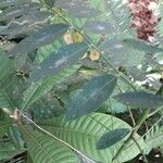 Sauropus androgynus Leaf