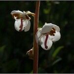 Pyrola rotundifolia Çiçek