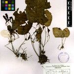 Didymocarpus cinereus Otro