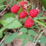 Rubus occidentalisFruto