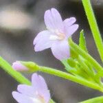 Epilobium ciliatum花