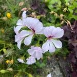 Pelargonium peltatumKwiat