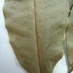 Aspidosperma excelsum മറ്റ്