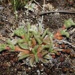 Alchemilla pinnata Other