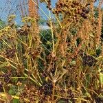 Rumex confertus Frucht