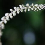 Cyathula prostrata Blüte