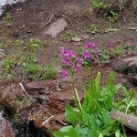 Primula parryi Blüte