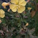 Oenothera biennisVirág