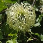 Clematis lasiantha Fruit