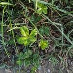 Potentilla anglica Leaf