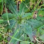 Hypochaeris glabra Leaf