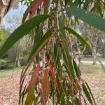 Melaleuca leucadendra List