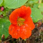 Tropaeolum minus പുഷ്പം