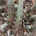 Petrosedum ochroleucum Feuille