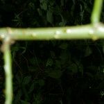 Solanum wendlandii 樹皮