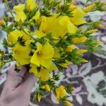 Linum flavum Flower