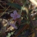 Plumbago europaeaVirág