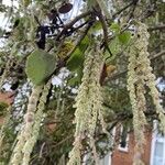 Garrya elliptica Цветок