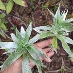Helichrysum heliotropifolium Hoja