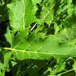 Silphium perfoliatum Blad