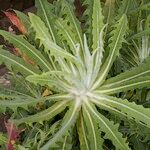 Sonchus platylepis Habit