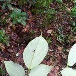 Sarcotheca griffithii Leaf