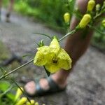 Aureolaria flava ফুল