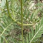Astragalus onobrychis Rhisgl