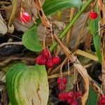 Polygonatum biflorum Fruit