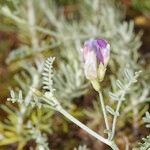 Astragalus baionensis Other