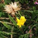 Leontodon hispidus Blomma