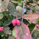 Euonymus europaeusFruit