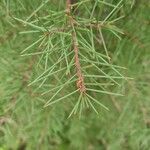 Hakea sericea Blad