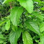 Ficus hispida ശീലം