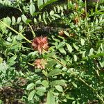 Glycyrrhiza echinata Fruit