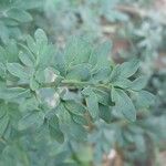 Ruta chalepensis Hoja