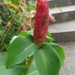 Costus spiralis Blüte