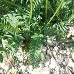 Astragalus danicus Blad