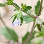 Campanula erinus Fleur