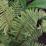 Dryopteris wallichiana Blatt