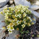 Saxifraga muscoides Bloem