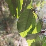 Capparis micracantha Цвят