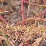 Salsola tragus Fruit