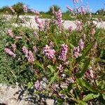 Persicaria maculosaFlor