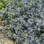 Eryngium caeruleum عادت داشتن