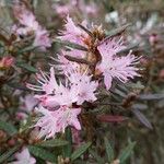 Rhododendron pubescens Flor