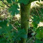 Quercus kelloggii Bark